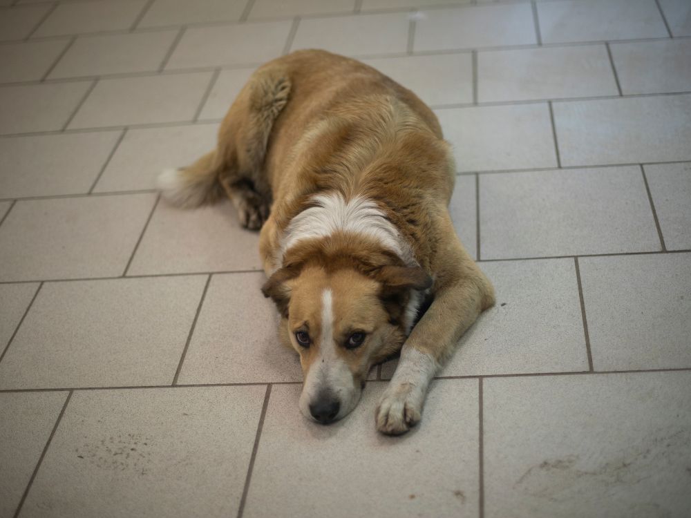 Cachorro com cara de entediado deitado no piso.