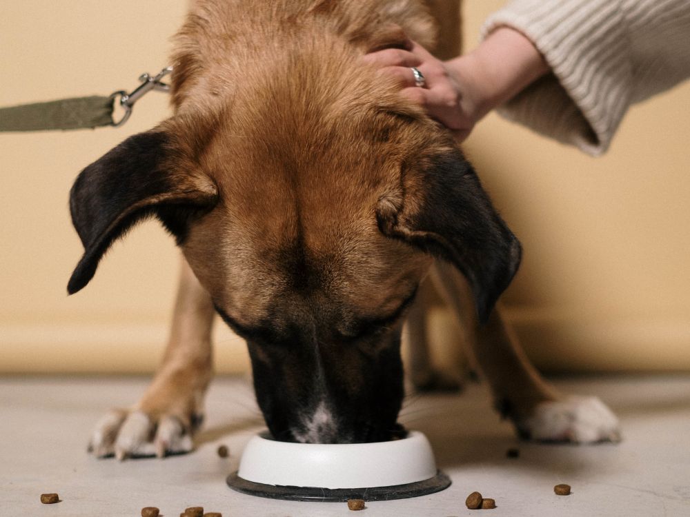 Cachorro recebendo carinho enquanto come
