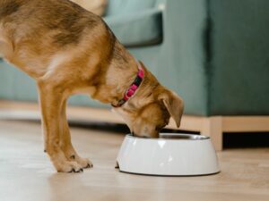 Cachorro comendo ração no pote. Foto: Canva.