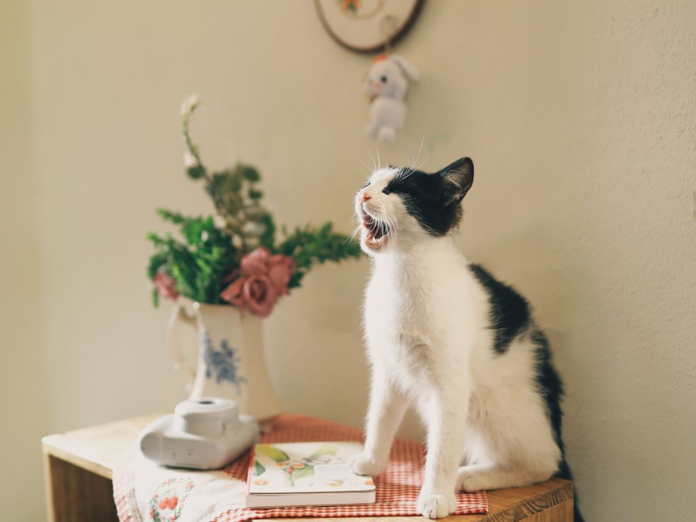 Gato com a boca aberta em cima do móvel