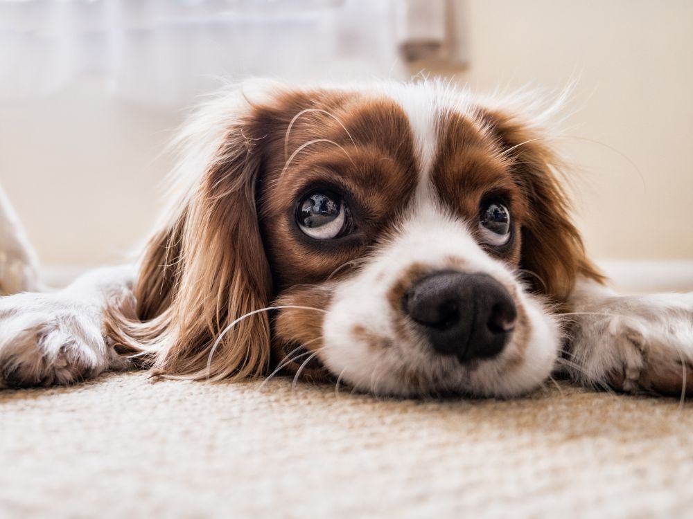 evitar que o cachorro desenvolva ansiedade de separação