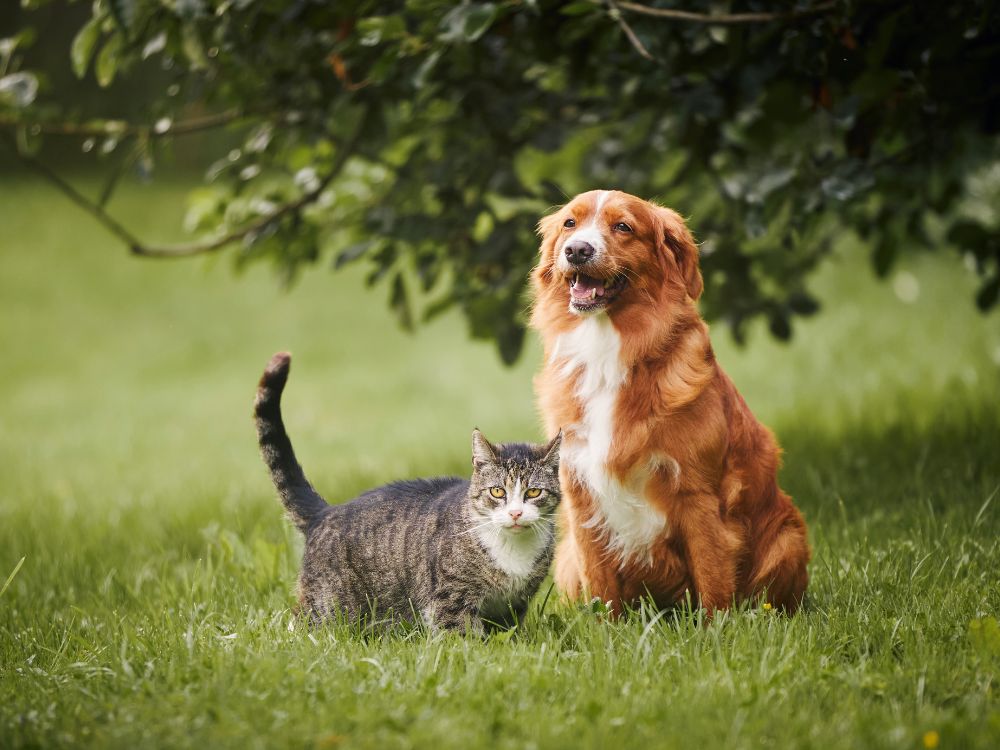 Cachorro e gato no meio da grama