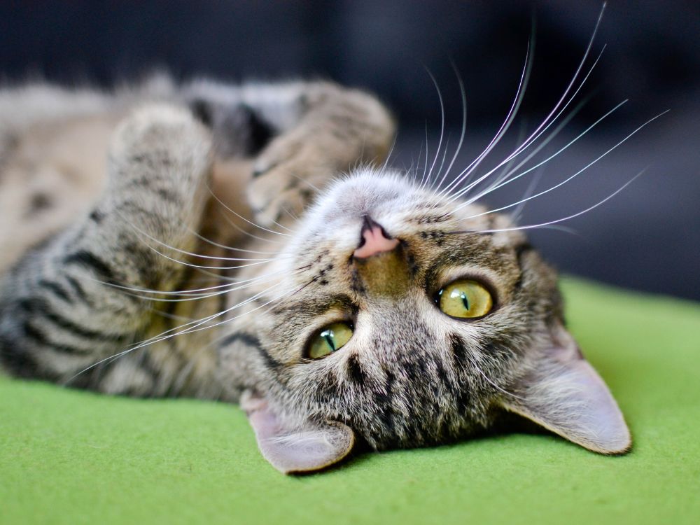 Como eliminar cheiro de xixi de gato?