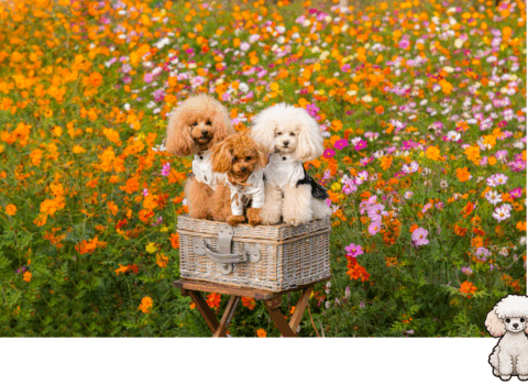 Poodles Toys