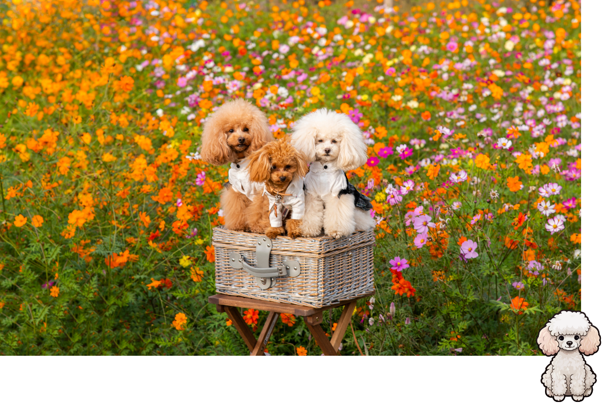 Encantadores Poodles Toys: miniaturas de alegria e elegância