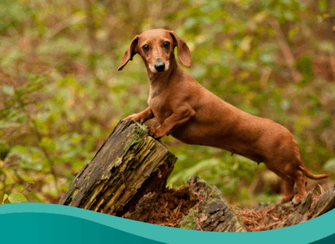 Dachshunds