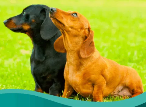 Dachshunds