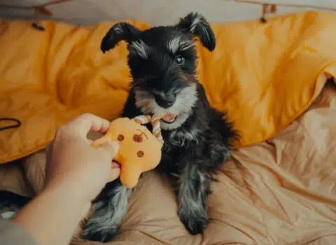 Não pode passear com o cachorro