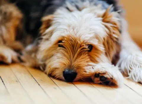 Por que os cachorros rodam antes de deitar?