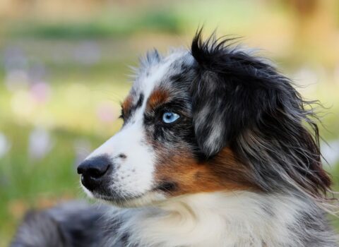 Quanto tempo dura o cio de uma cachorra