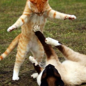 Gatinhos brigando no gramado. Foto: Canva.