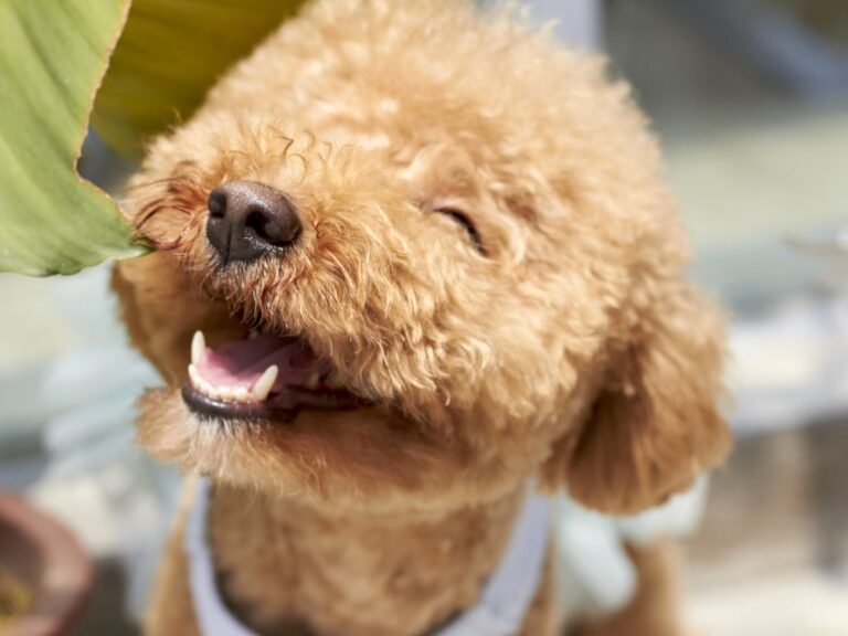 Cachorro com semblante feliz de olhos fechados. Foto: Canva.
