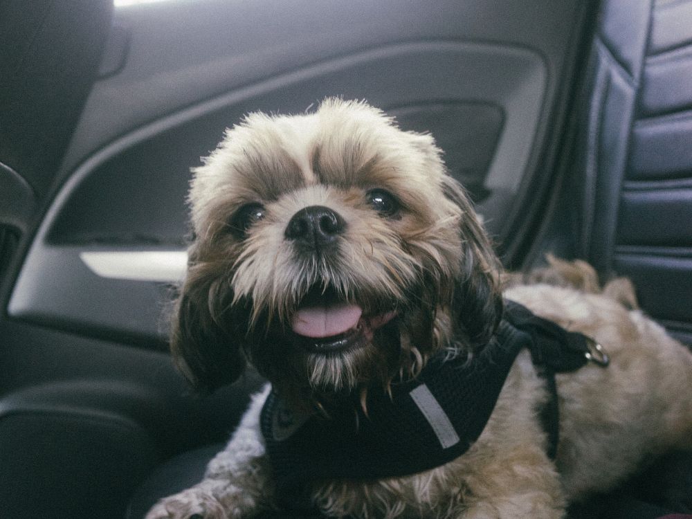 transportar o cachorro no carro com segurança