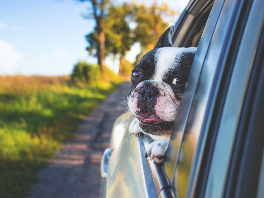 transportar o cachorro no carro com segurança