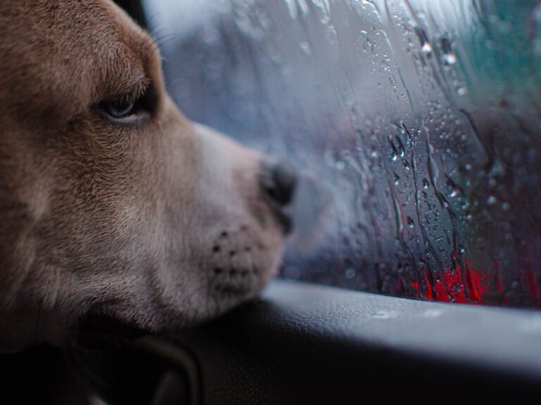 Cachorro olhando pela janela do carro. Foto: Canva.
