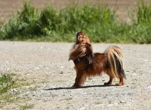 O que significa cachorro uivando?