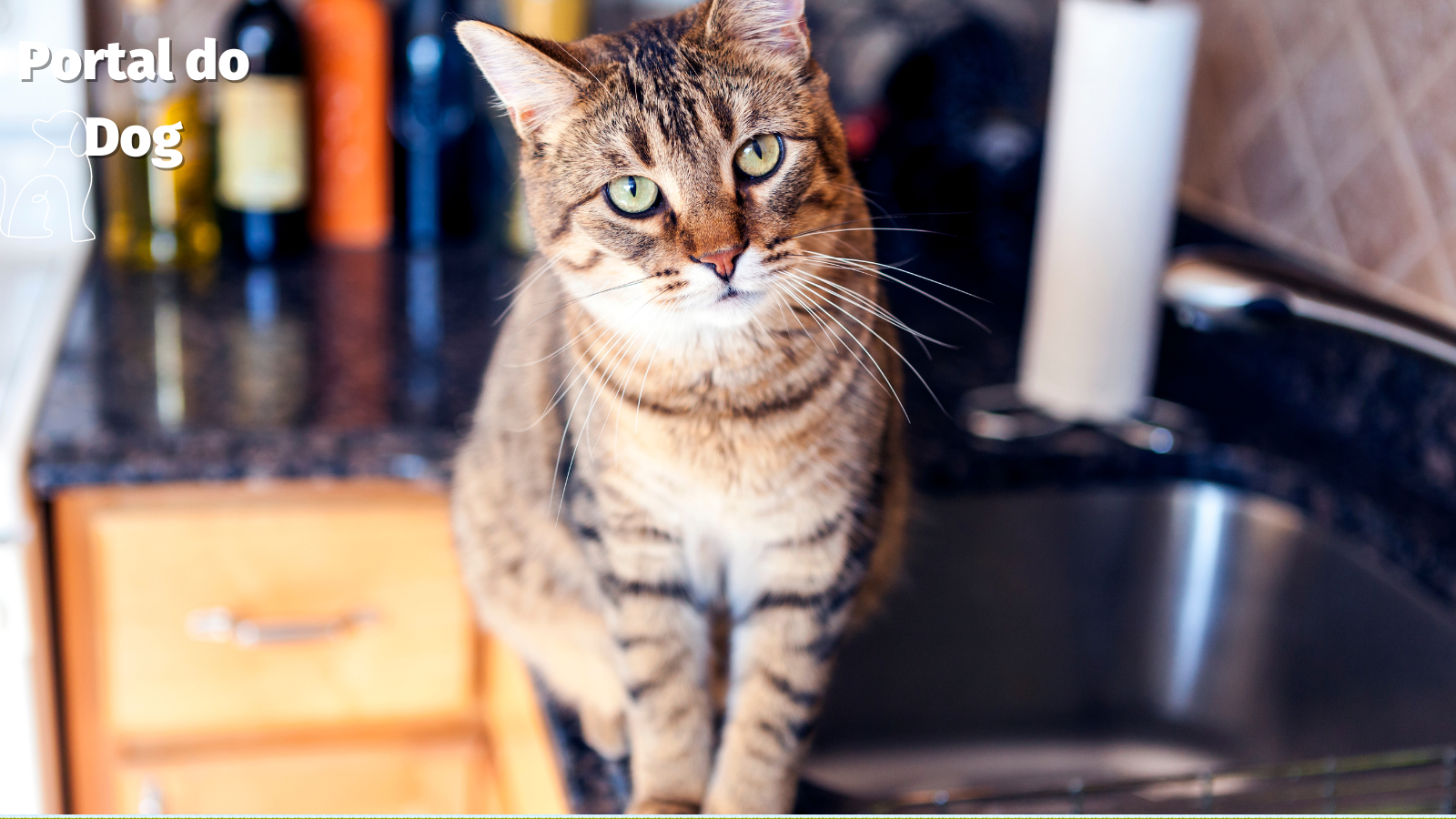 gato na bancada da cozinha - Foto: canva