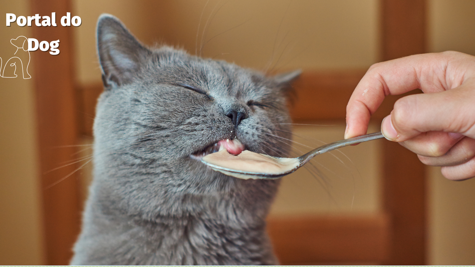 75 Nomes de gatos para o amado gato cinza da sua vida 1 gato cinza