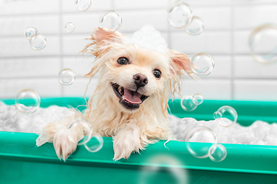 Pode usar shampoo de bebê em cães? 4 Pomeranian spitz is showering with shampoo in dog bath