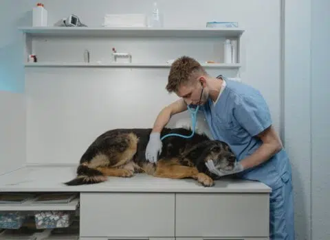 gripe em cachorro