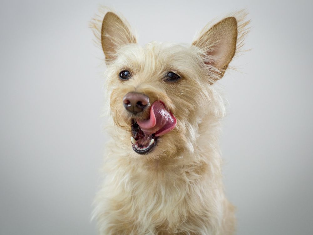 lambedura excessiva em cães