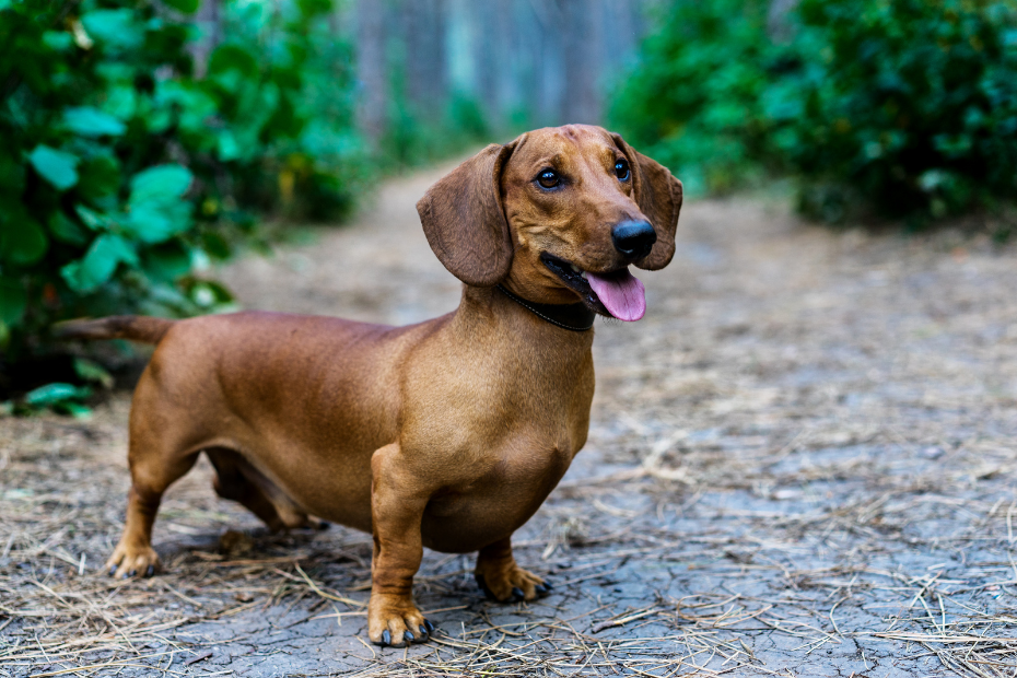 Dachshund-o-cao-salsicha-930x620