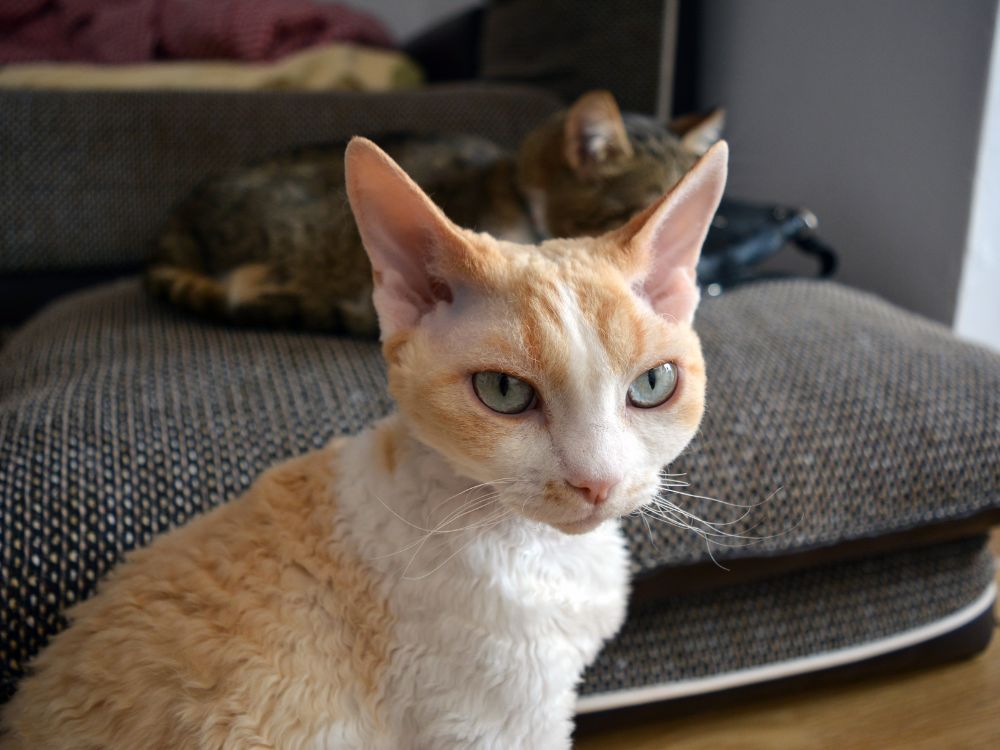 Raças de gato que crescem pouco