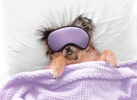 É normal o cachorro roncar?