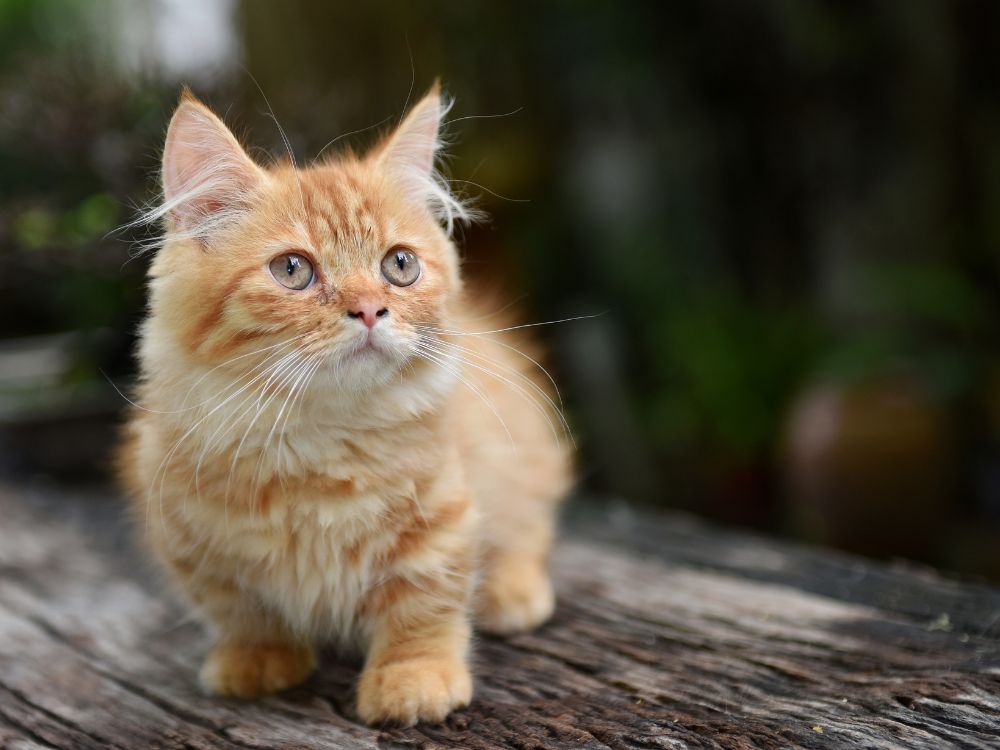 Raças de gato que crescem pouco