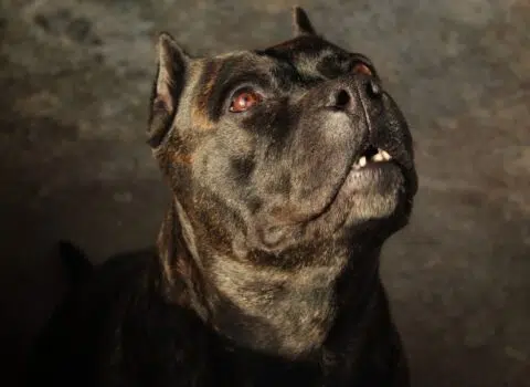 Pitbull Monster