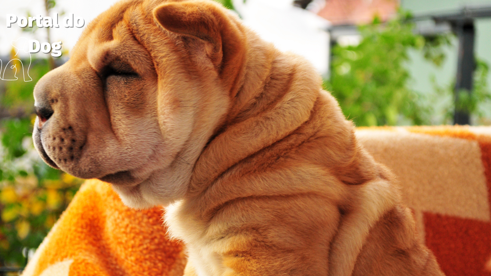 shar pei