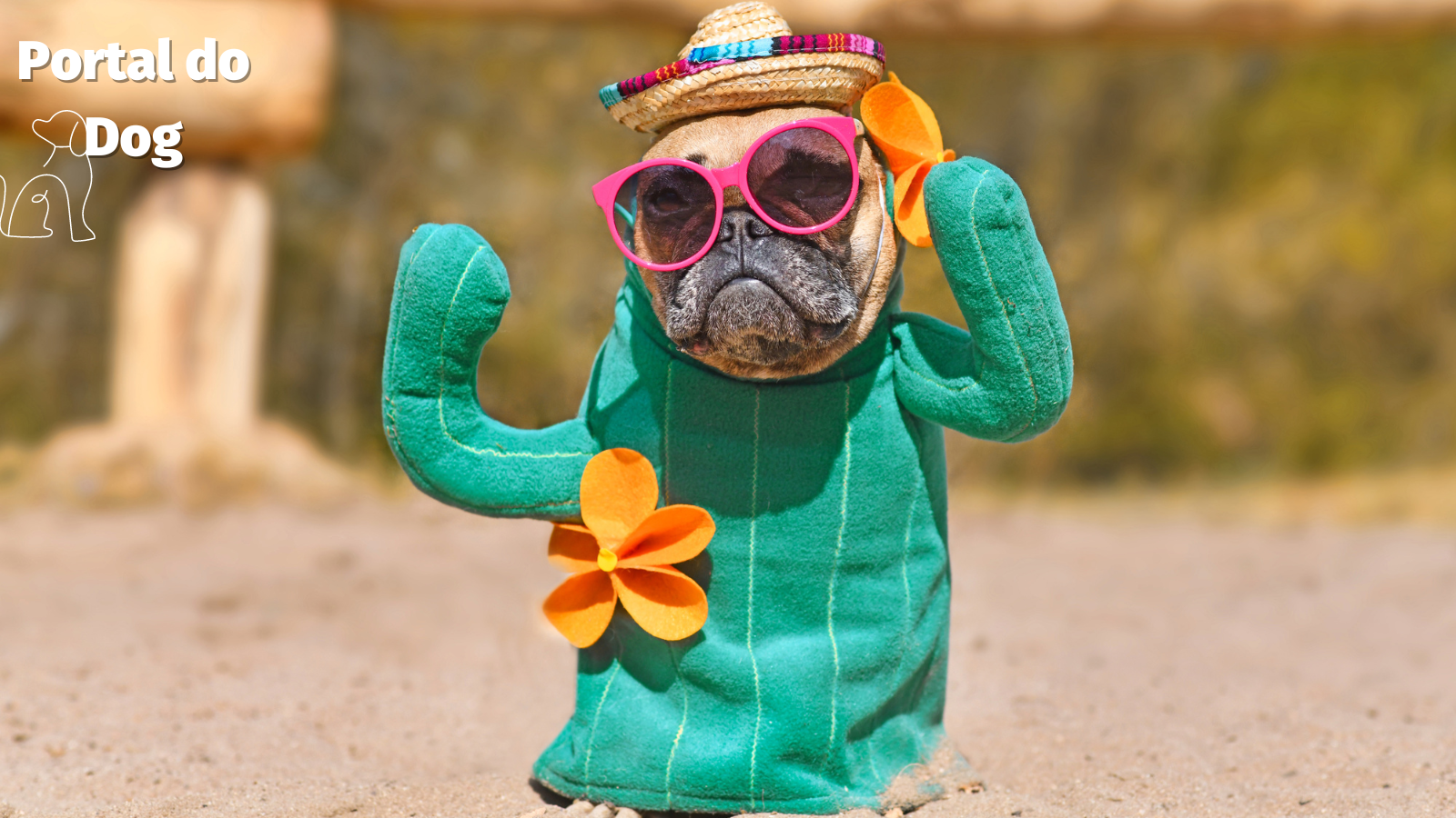 Erupções cutâneas na barriga de buldogues franceses 2 buldogues franceses