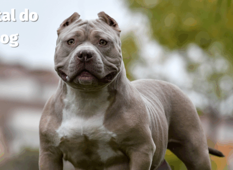 filhotes de American Bully!