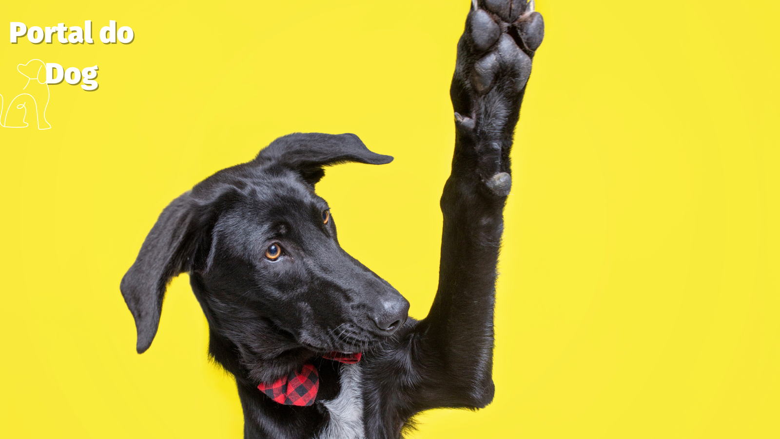 Cachorro vira-lata preto