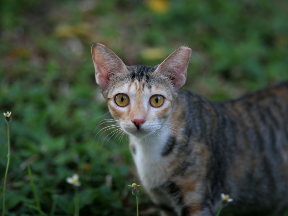 Raças de gato que crescem pouco