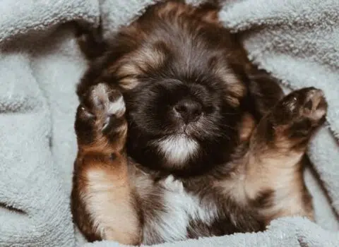 cachorro-filhote-2