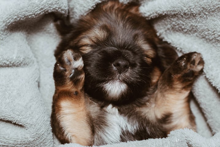 cachorro-filhote-2