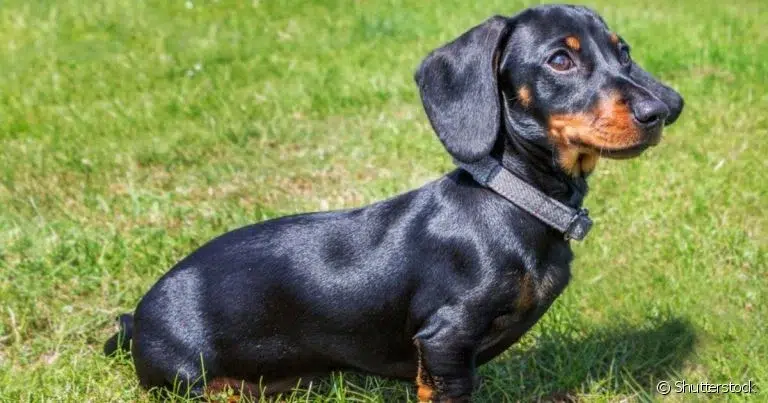cachorro-salsicha-curiosidades-sobre-a-raca-dachshund_0
