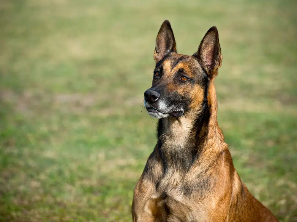 9 curiosidades sobre o Pastor Belga Malinois 1 Pastor Belga Malinois