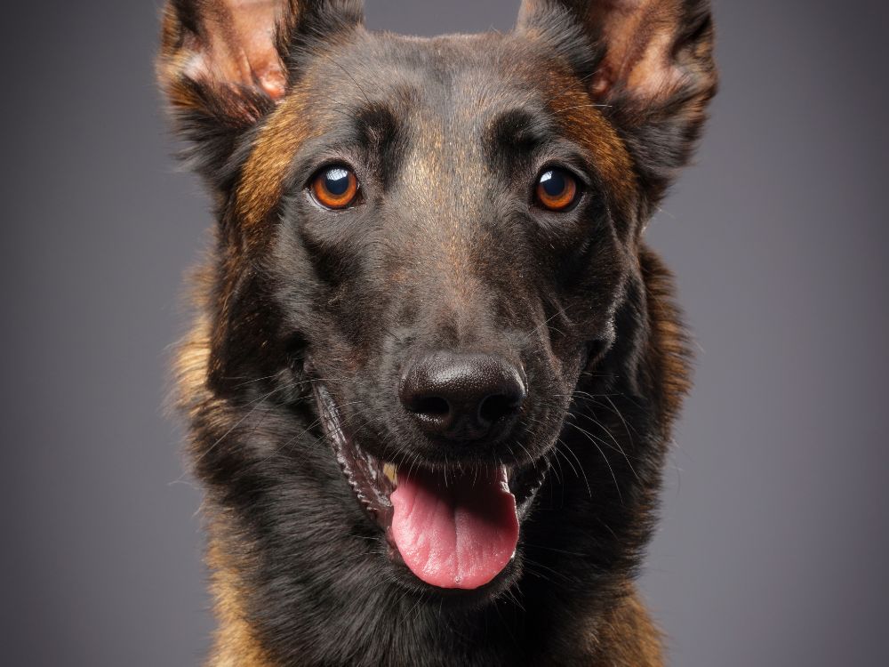 Pastor Belga Malinois