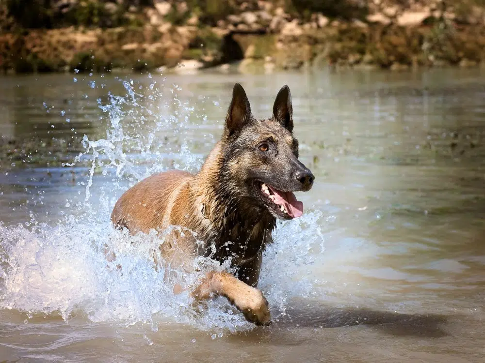 Pastor Belga Malinois