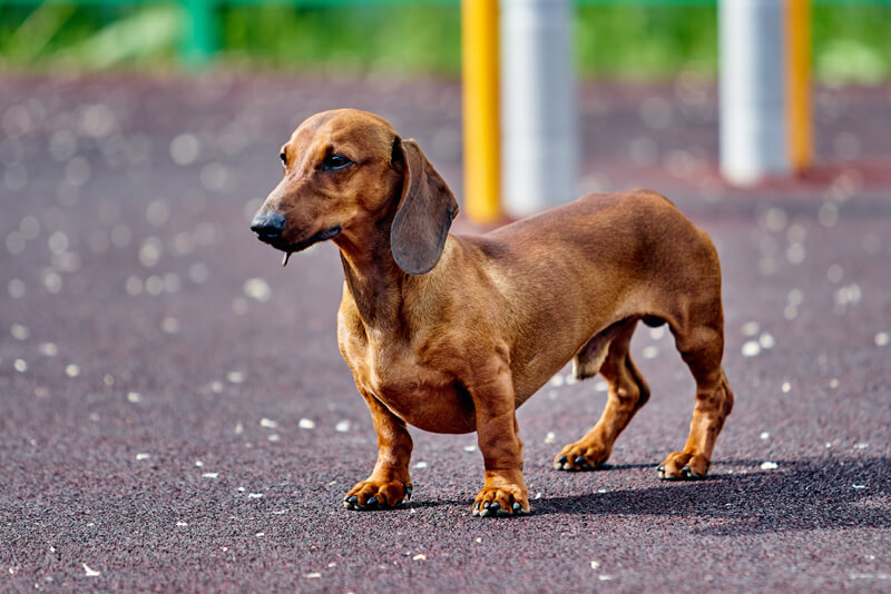 dachshund-caracteristicas-guia-racas