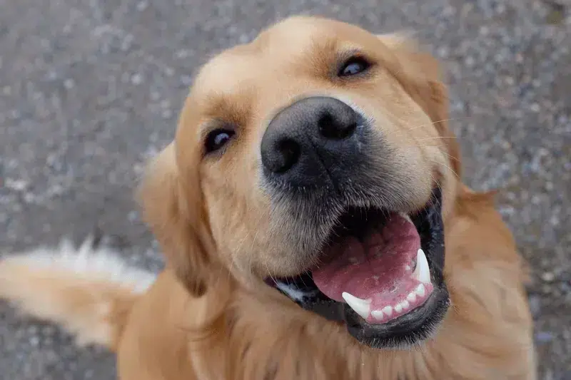 golden-retriever-1