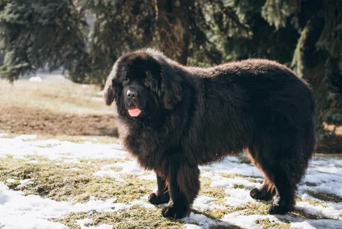 mastim-tibetano-preto