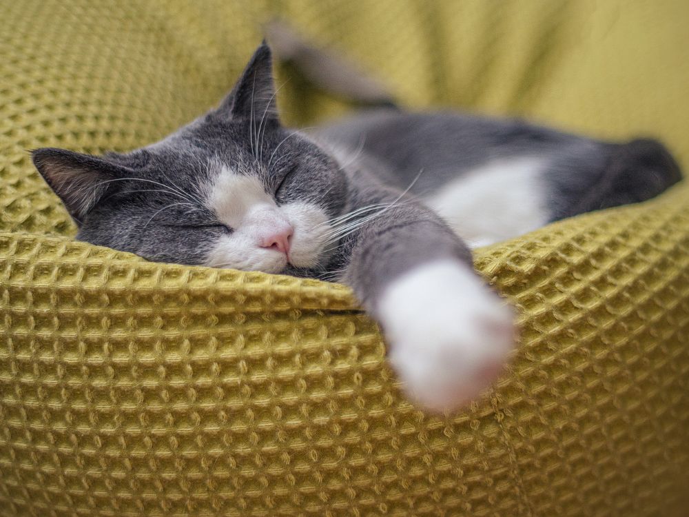 por que os gatos ronronam