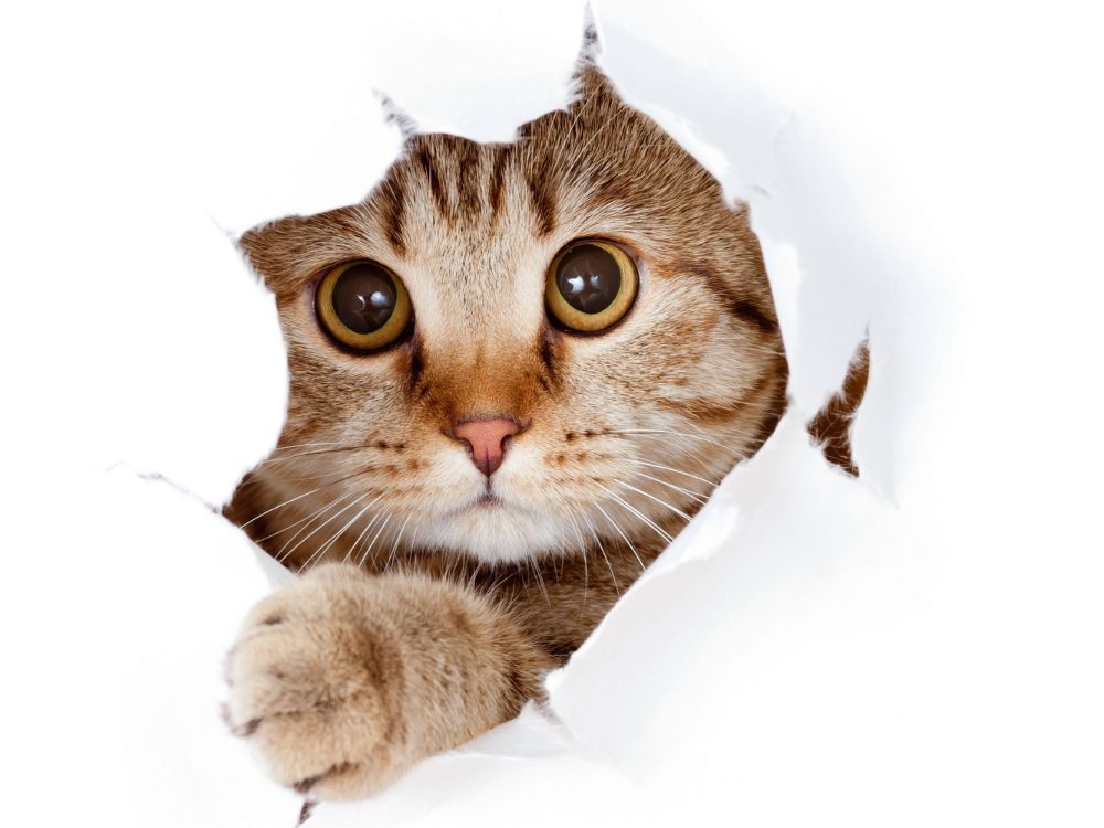 por que os gatos ronronam