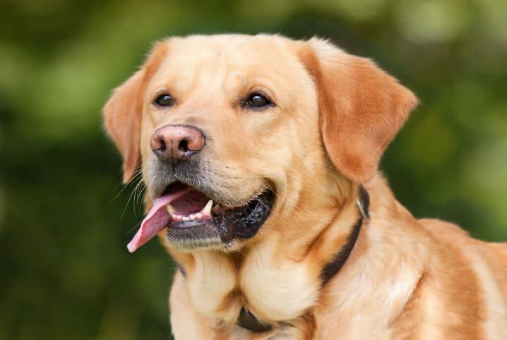 quanto-tempo-vive-um-labrador-2