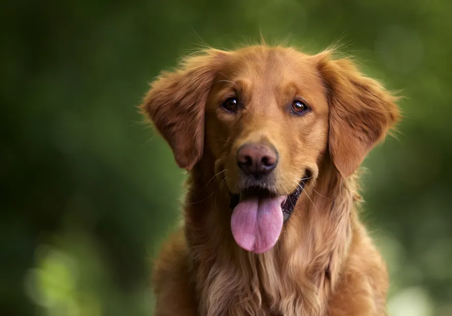 selective-focus-shot-of-an-adorable-golden-retriever-outdoors