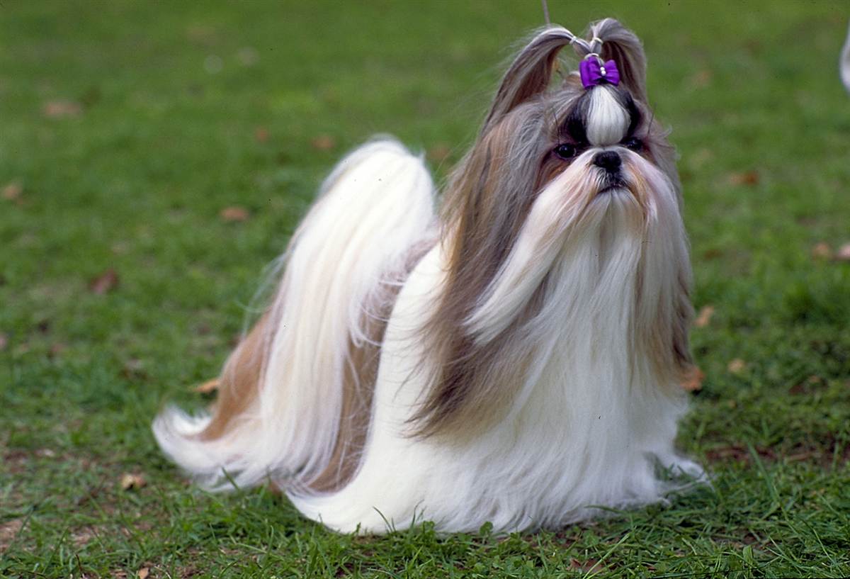 shih-tzu