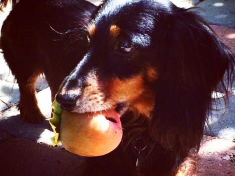 Cachorro pode comer caqui?